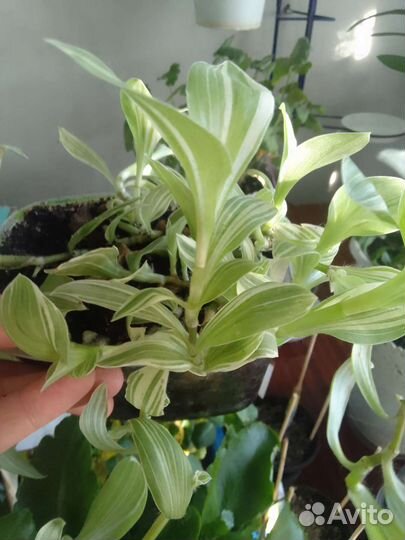 Комнатные цветы