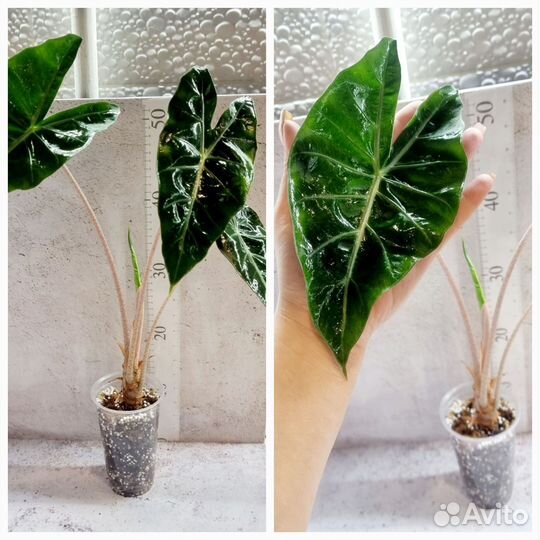 Алоказия, Калатея, Антуриум, сансевиерия