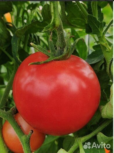 Семена томатов Болгарии-Редкие Сорта