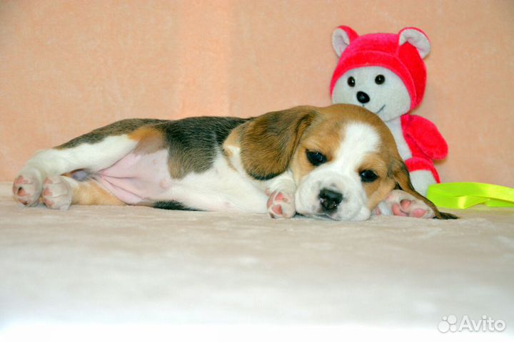 Бигль щенки