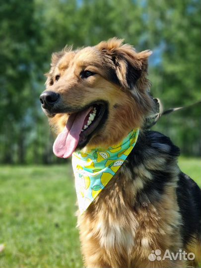 Собака в семью. Будет лучшим другом