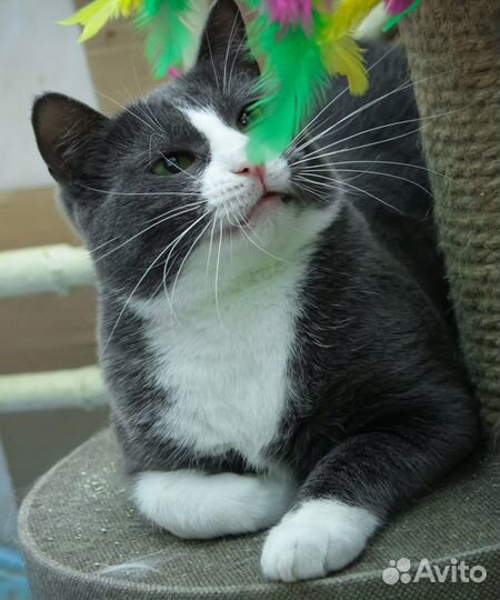 В добрые руки