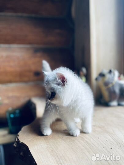 Котенок малышка серебристая шиншилла