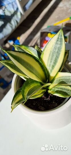 Сансевиерия ханни