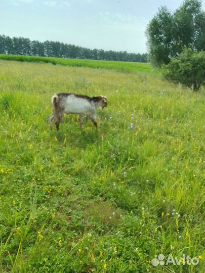 Нубийский козел вязка