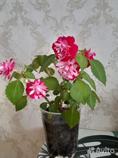 Домашние цветы