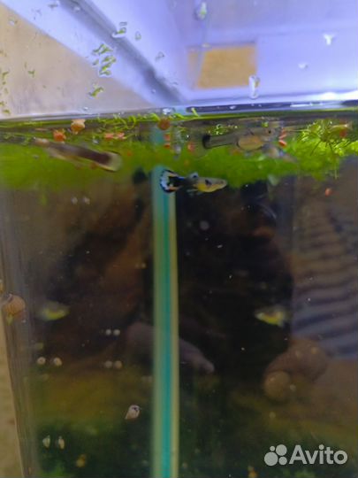 Аквариумные рыбки