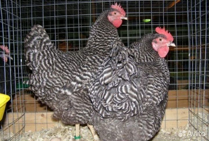 Несушки Доминант молодки и Петухи