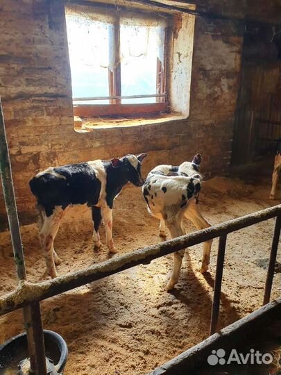 Бычки и тёлки