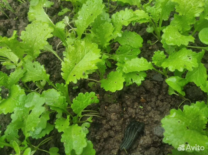 Свежая зелень прямо с грядки