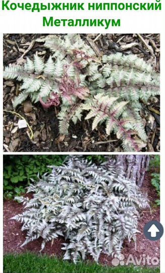 Вероника, дюшенея, золотарник, кровохлебка, лихнис