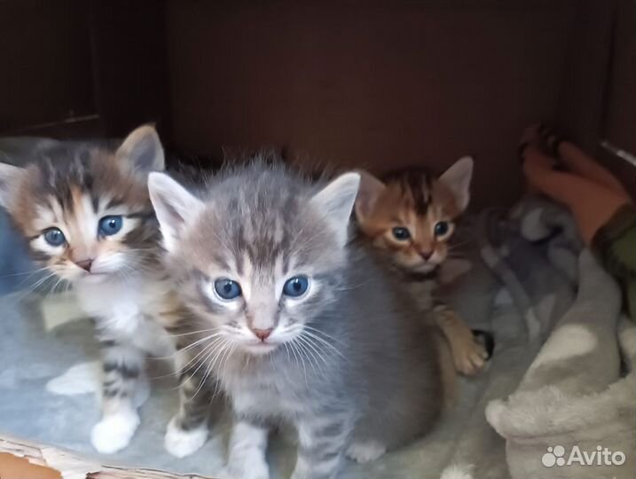 Котята в добрые руки
