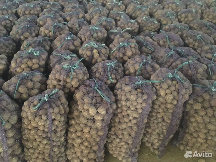 Картофель оптом