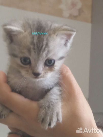 Кошка в дар бесплатно