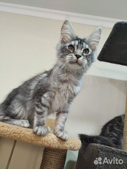 Котята мейн-кун