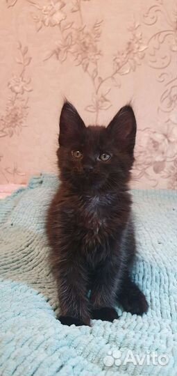 Котята мэйн кун