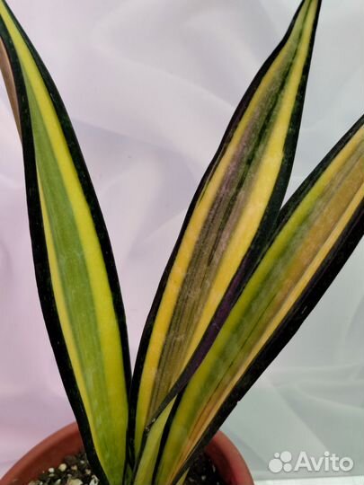 Сансевиерия Форескейт и Ханни Грин мулд медиапикта