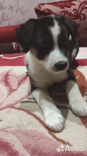 Собака в добрые руки отдам бесплатно