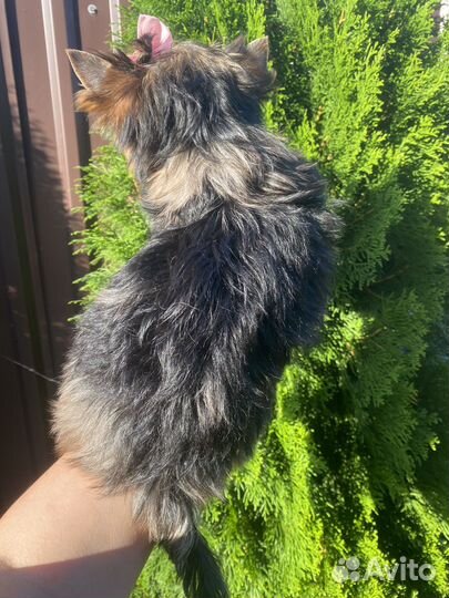 Девочка blue merle цветной йорк
