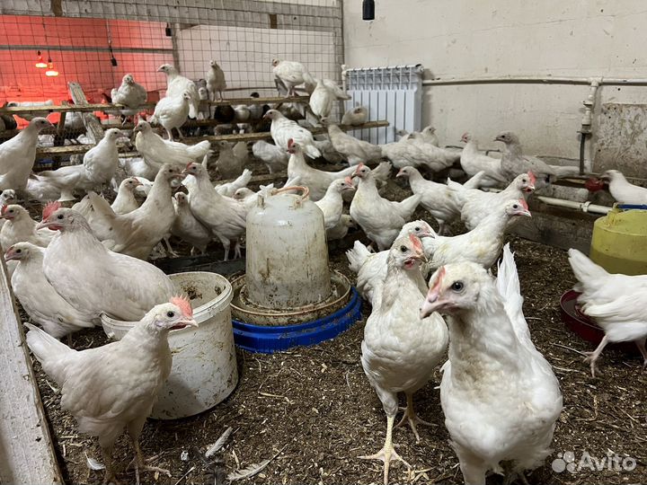 Куры молодки несушки