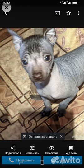 Китайская хохлатая