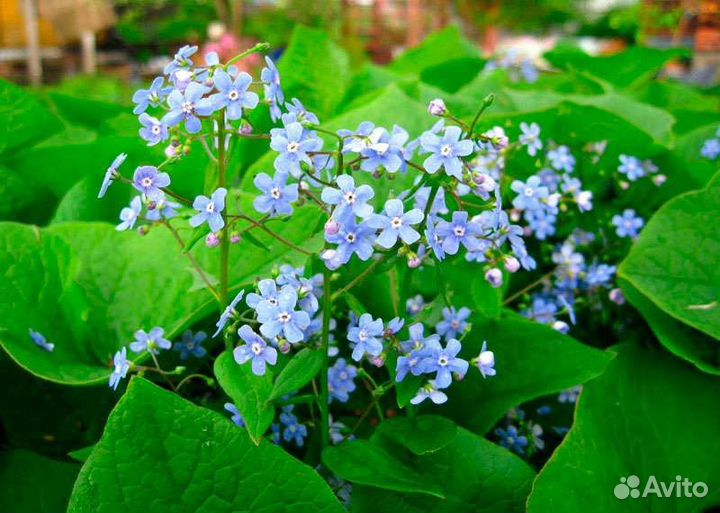 Бруннера крупнолистная