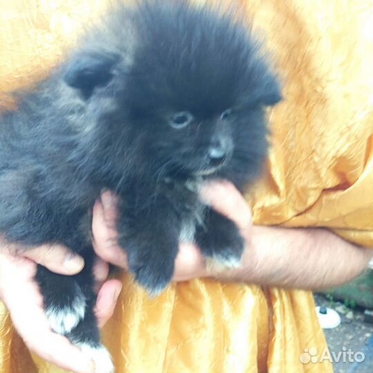 Померанский шпиц мини девочка