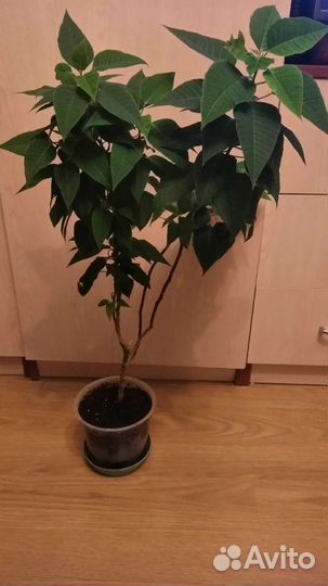 Рождественская звезда