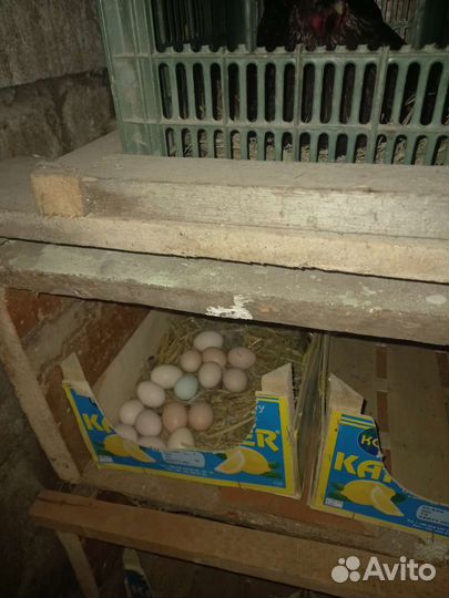 Инкубационное яйцо