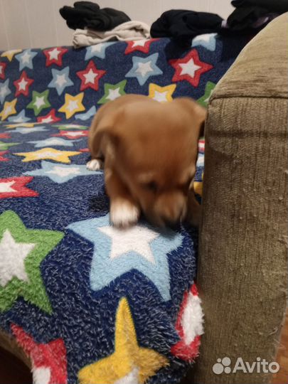 Отдам щенка в хорошие руки