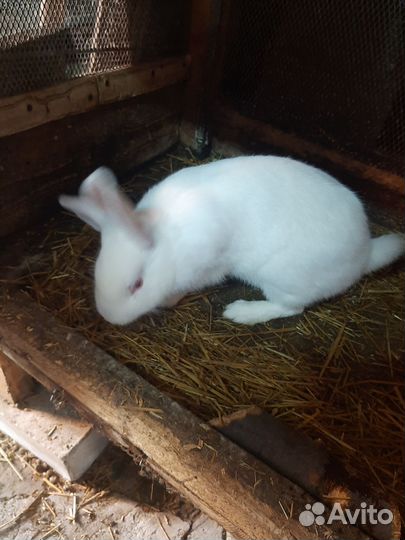Кролики мясных пород