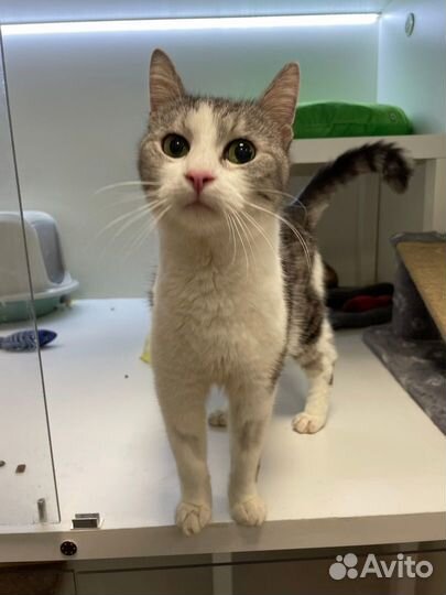 Ласковые коты и кошки в добрые руки