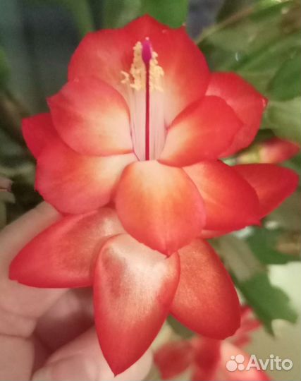 Сортовые Шлюмбергеры (декабристы)