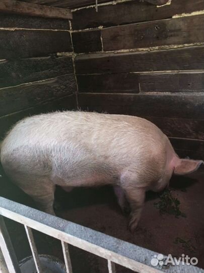 Продам хряка