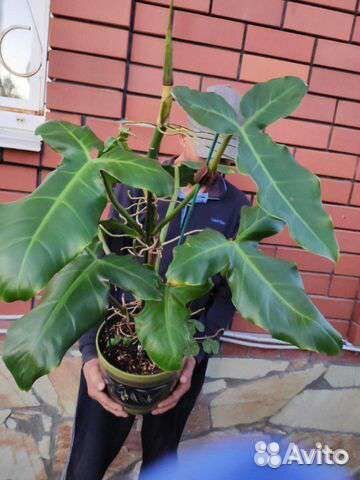 Ароидные. Филодендроны