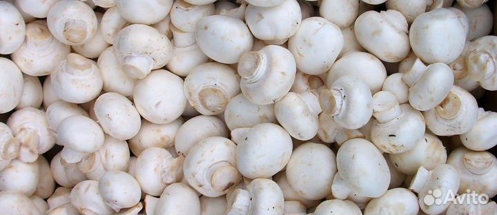 Грибы шампиньоны