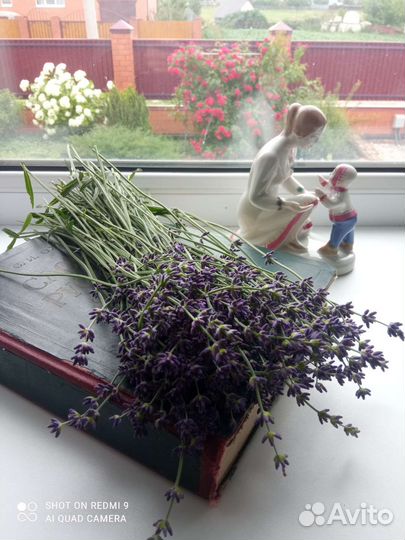 Лаванда саженцы