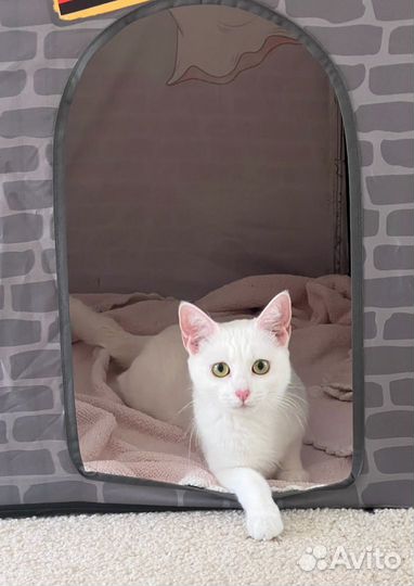 Белая кошка, котик, котята ищут семьи