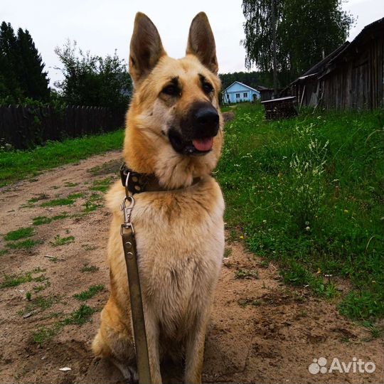 Помесь вео и но