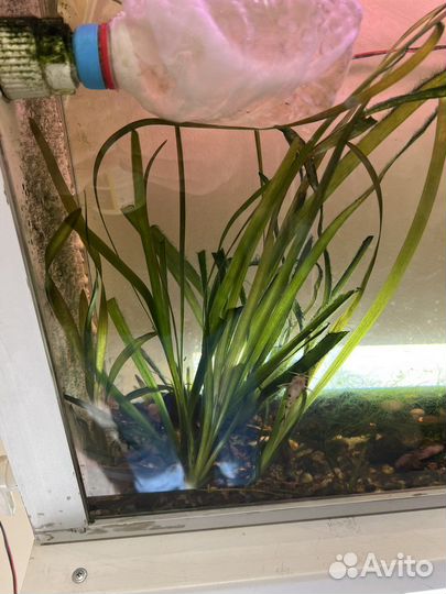 Аквариум с рыбками