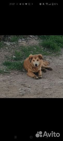 Собака Алиса