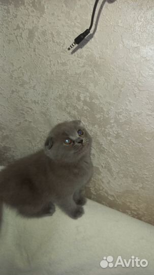 Шотландские котята