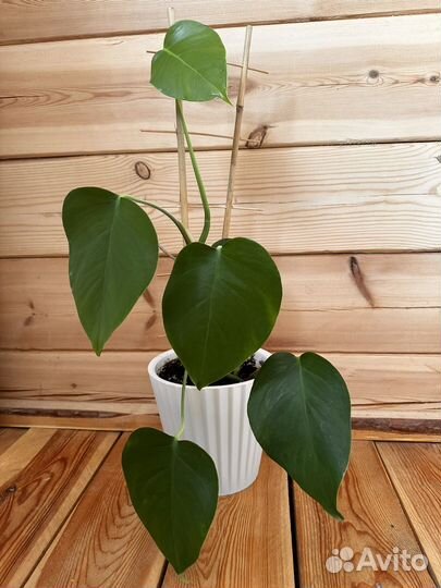 Монстера деликатесная