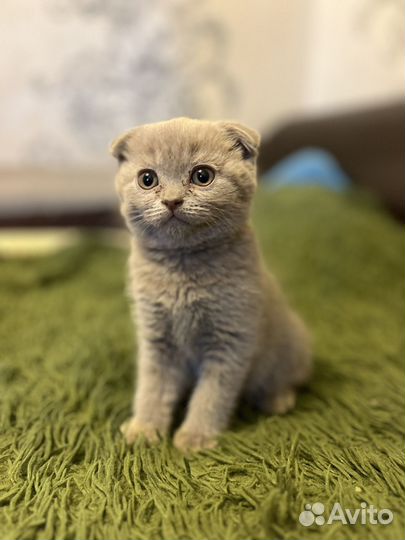 Британские котята