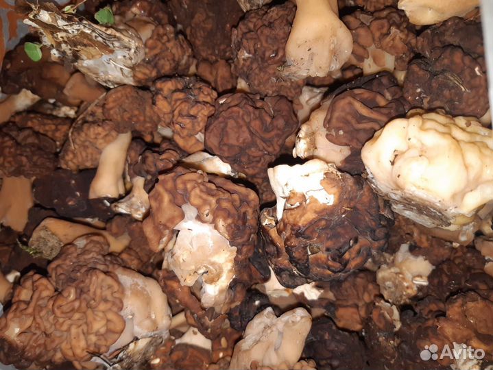 Грибы весенние