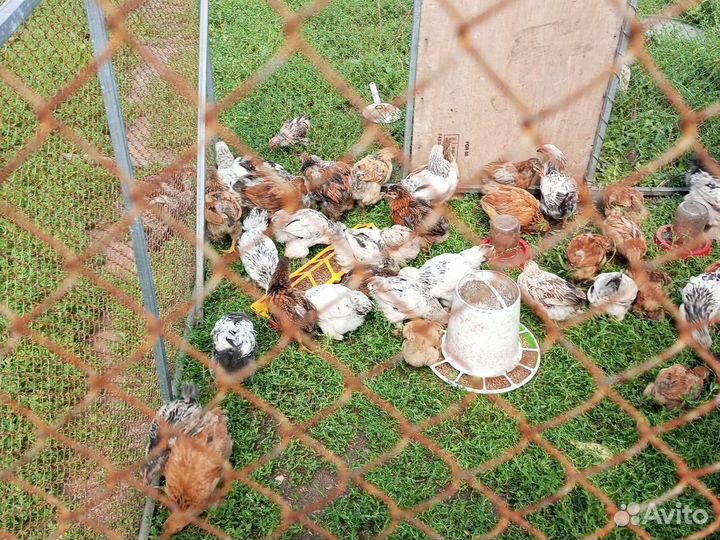 Цыплята суточный брамы