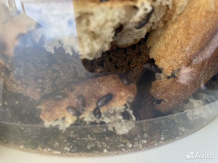 Жук знахарь, корм для муравьев