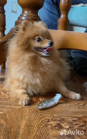 Шпиц девочка