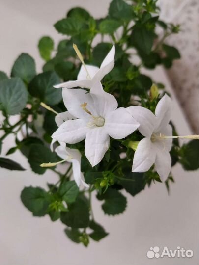 Кампанула (жених )