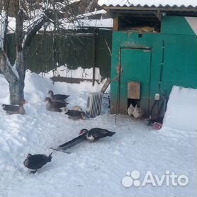 Стоковые фотографии по запросу Аксарай